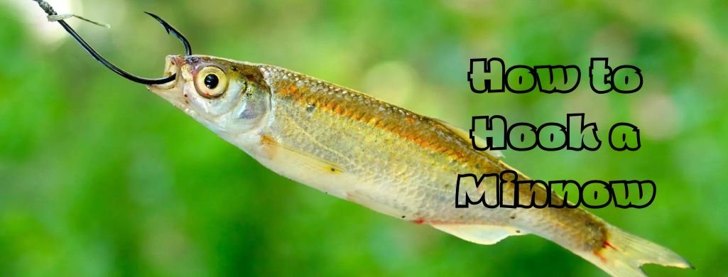how to hook a minnow
